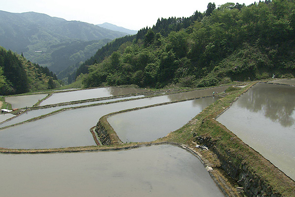 沢尻棚田　写真提供：宮城県観光課