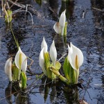 荒沢湿原の水芭蕉　写真提供：宮城県観光課