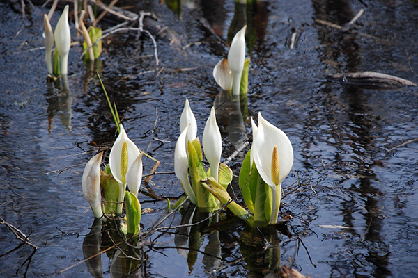 荒沢湿原の水芭蕉　写真提供：宮城県観光課